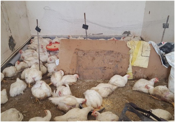 کشف 15 هزار کیلوگرم گوشت غیرمجاز و مرغ زنده در کرمانشاه 4