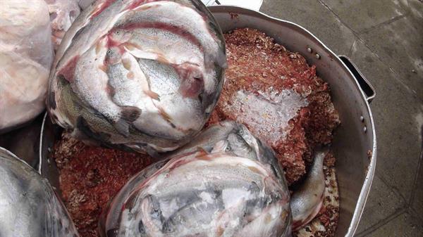 کشف موادغذایی فاسد 12