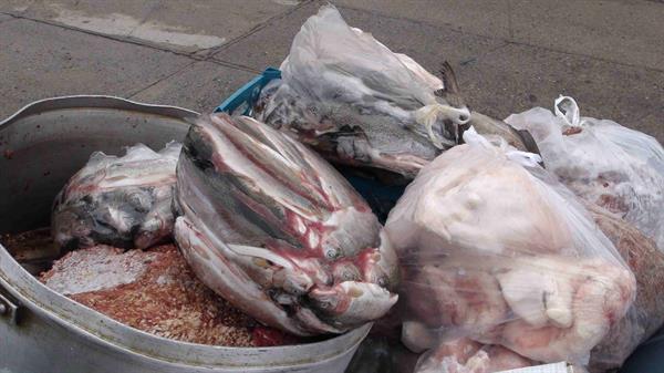 کشف موادغذایی فاسد 10