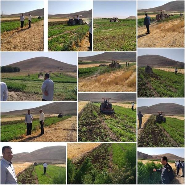 امحای سبزی کاری آلوده در کرمانشاه