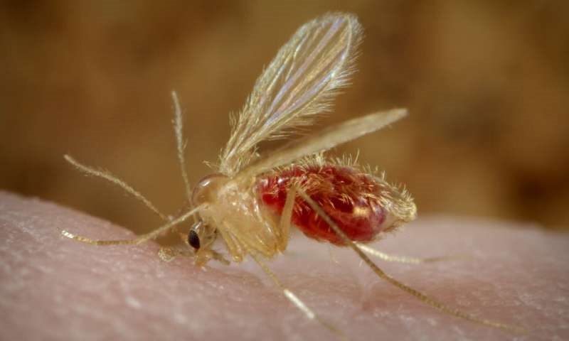 سالَک یا لیشمانیوز پوستی