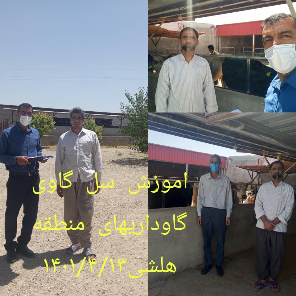 آموزش کارکنان گاوداری ها درخصوص سل گاوی